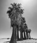 Old Estate, Date Palms, Coachella Valley, California, USA. Art Print